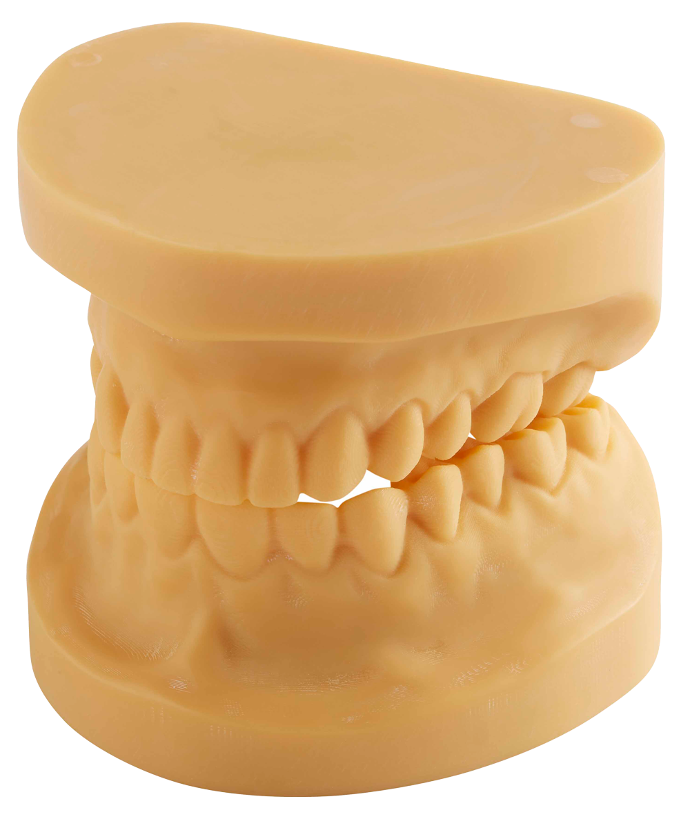 人気の雑貨がズラリ！ Study Dental Models Dental Cross Southern | 人体模型